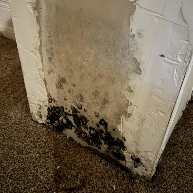 Professional Mold Removal in Brinkley, AR
